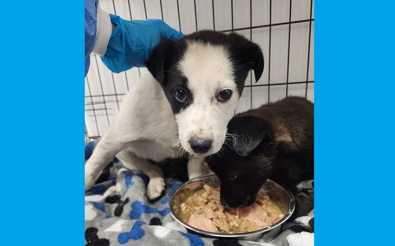 Abandoned puppies in Connellsville