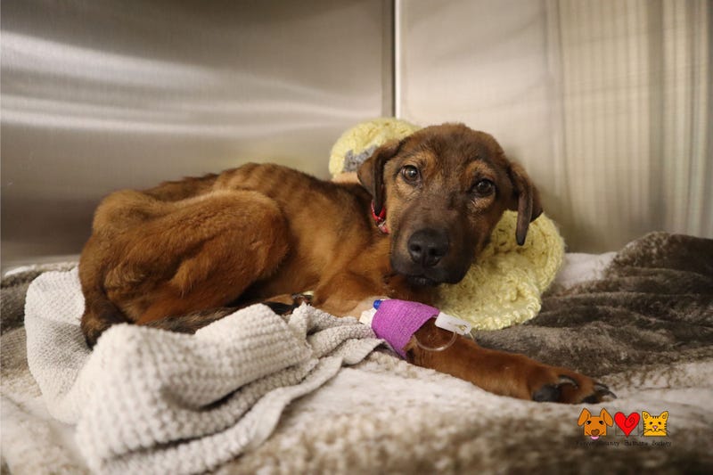 Abandoned puppy