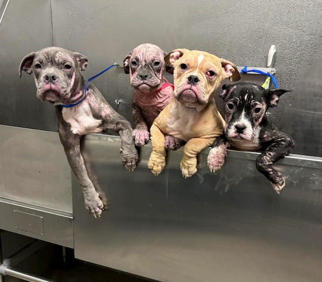 Four abandoned pups are being cared for by the Animal Foundation