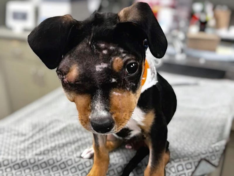 An abused puppy receive treatment at the Boulder City Animal Hospital.