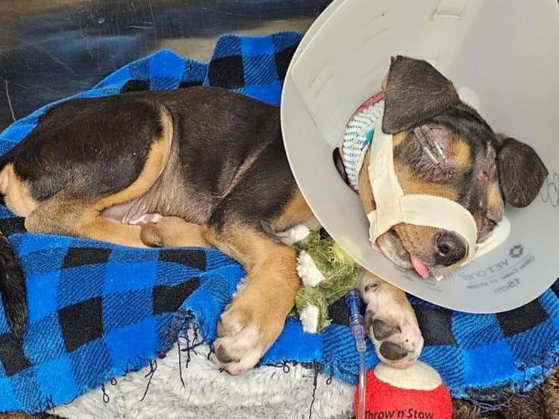 An abused puppy recovers in Boulder City