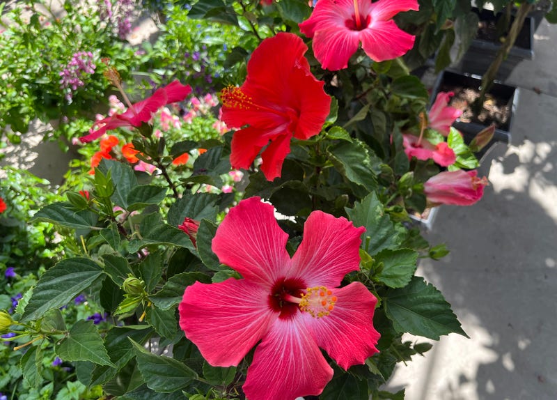 Flowers