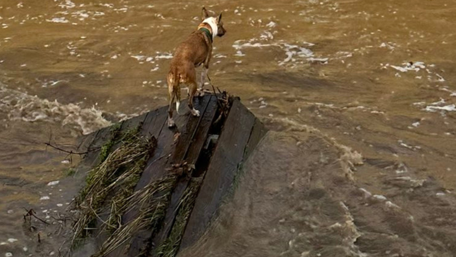 Firefighters rescue two dogs from Santa Barbara creek
