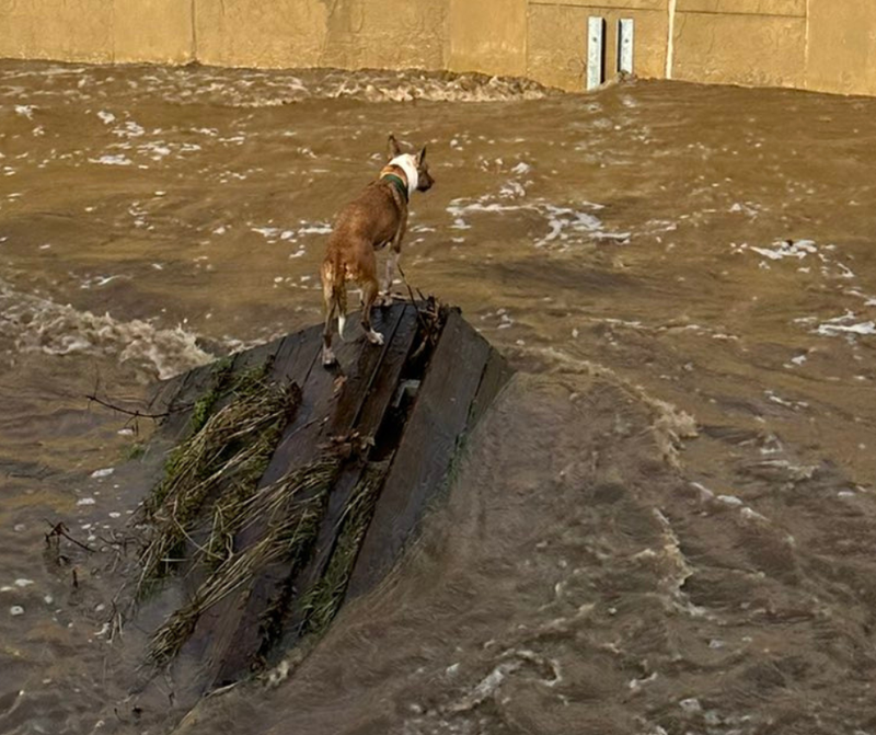 Santa Barbara County firefighters rescue two dogs from creek