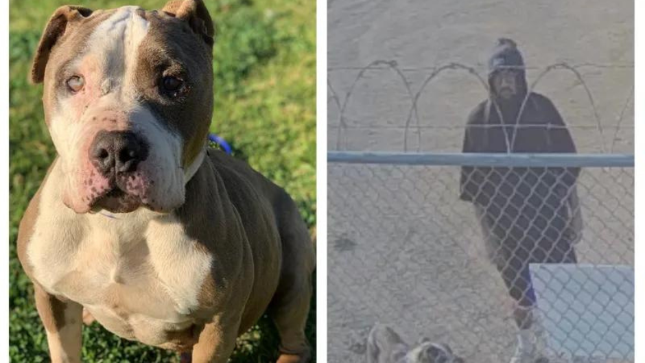 Dog whose brutal abandonment was caught on camera has been adopted