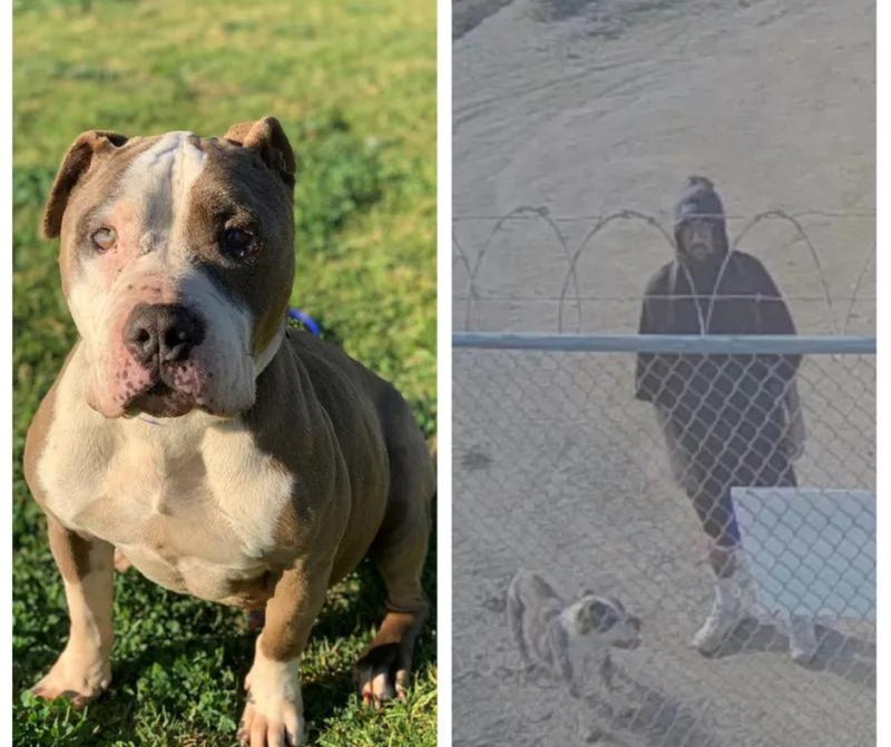 Riverside Co. Department of Animal Services seeks arrest warrant for man who abandoned dog