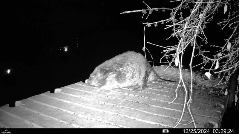 Big beaver