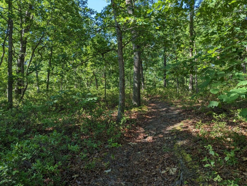 The addition of 85 forested acres to Menantico Creek Preserve will provide more space for recreation, as well as protect wildlife and water quality.