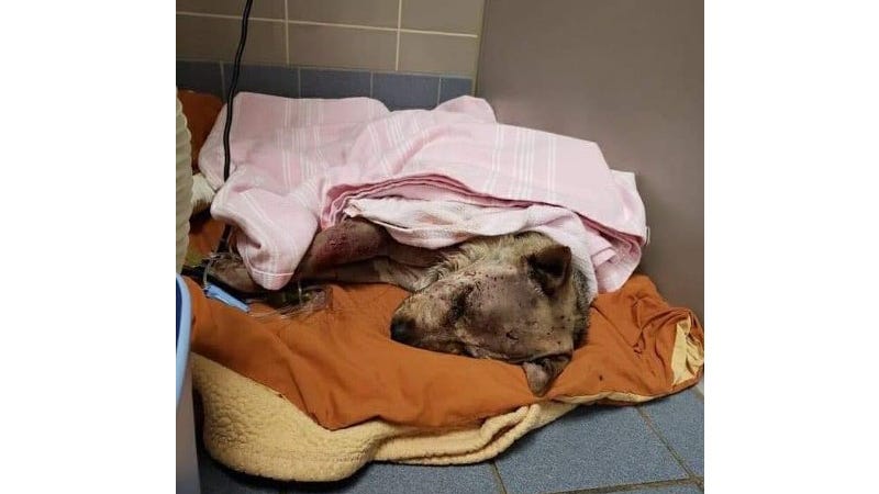 Animal rescue in Warren asking for donations to help dog found shot multiple times in Southwest Detroit