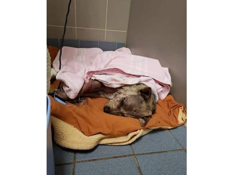 Adira in emergency care