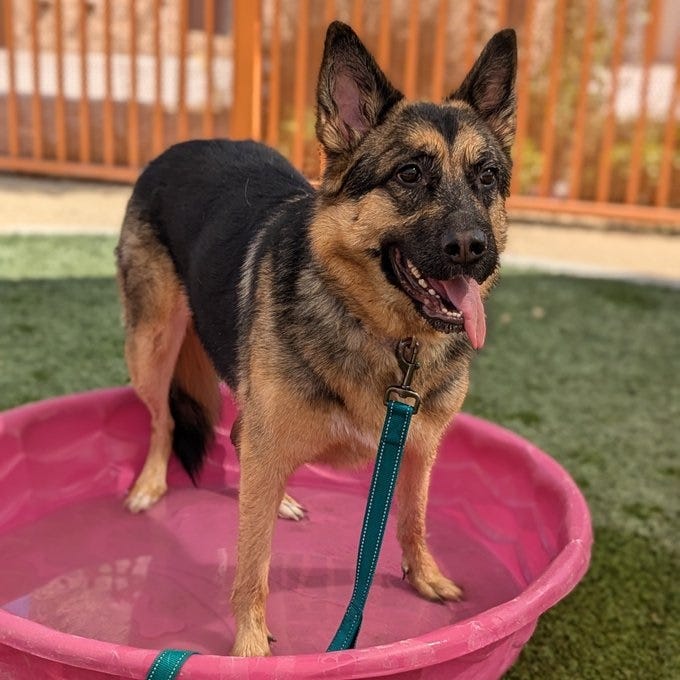 A dog waits to be adopted at the Animal Foundation
