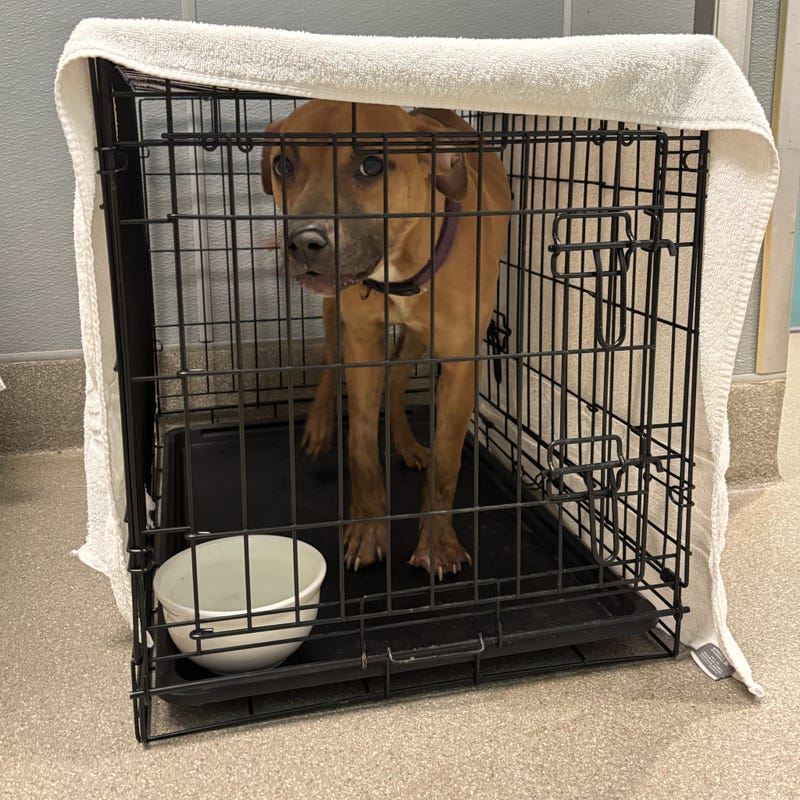 A dog waits for their forever home at the Animal Foundation in Las Vegas.