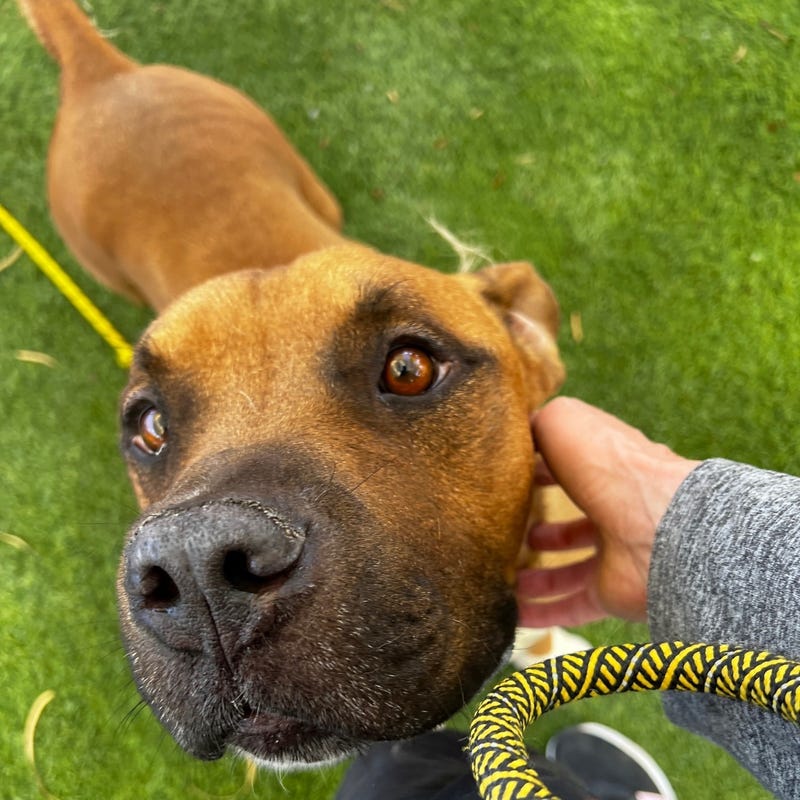A dog up for adoption at the Animal Foundation