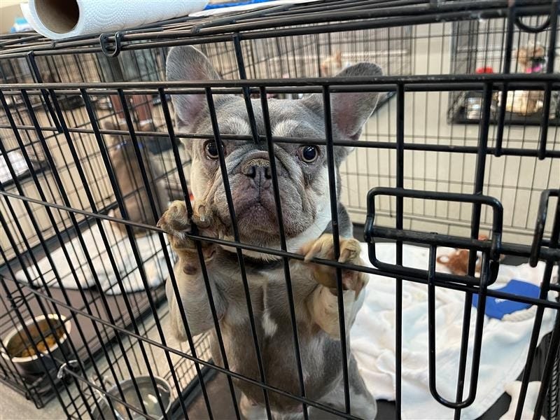 A surrendered dog awaits adoption at The Animal Foundation