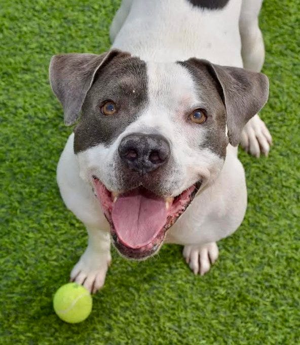 A playful dog awaits his forever home at the Animal Foundation