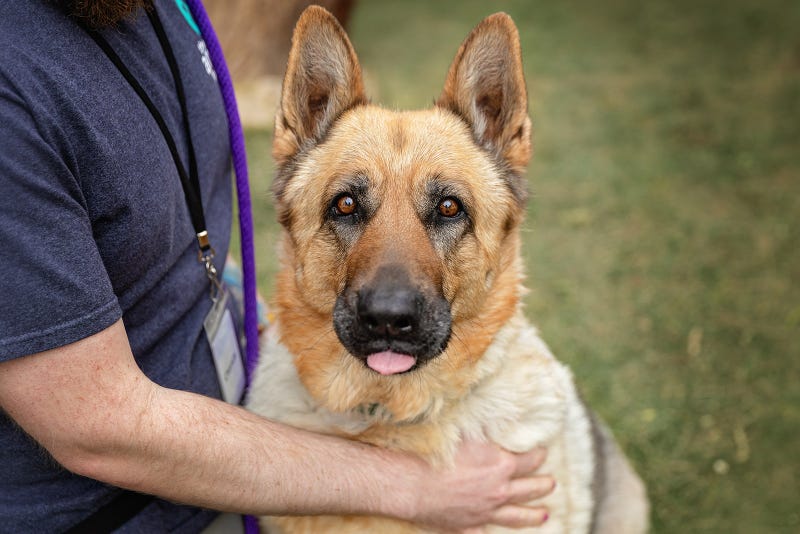 A dog waits to be adopted at the Animal Foundation.