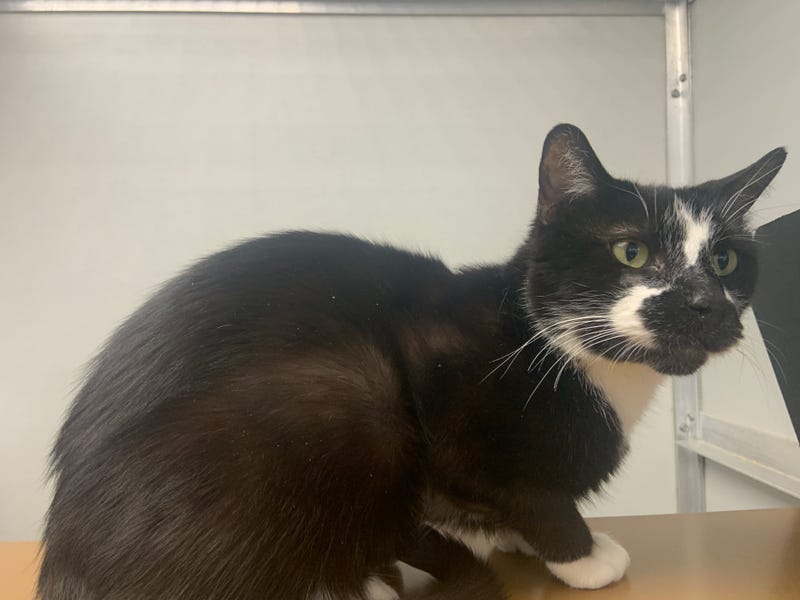 Cat for adoption