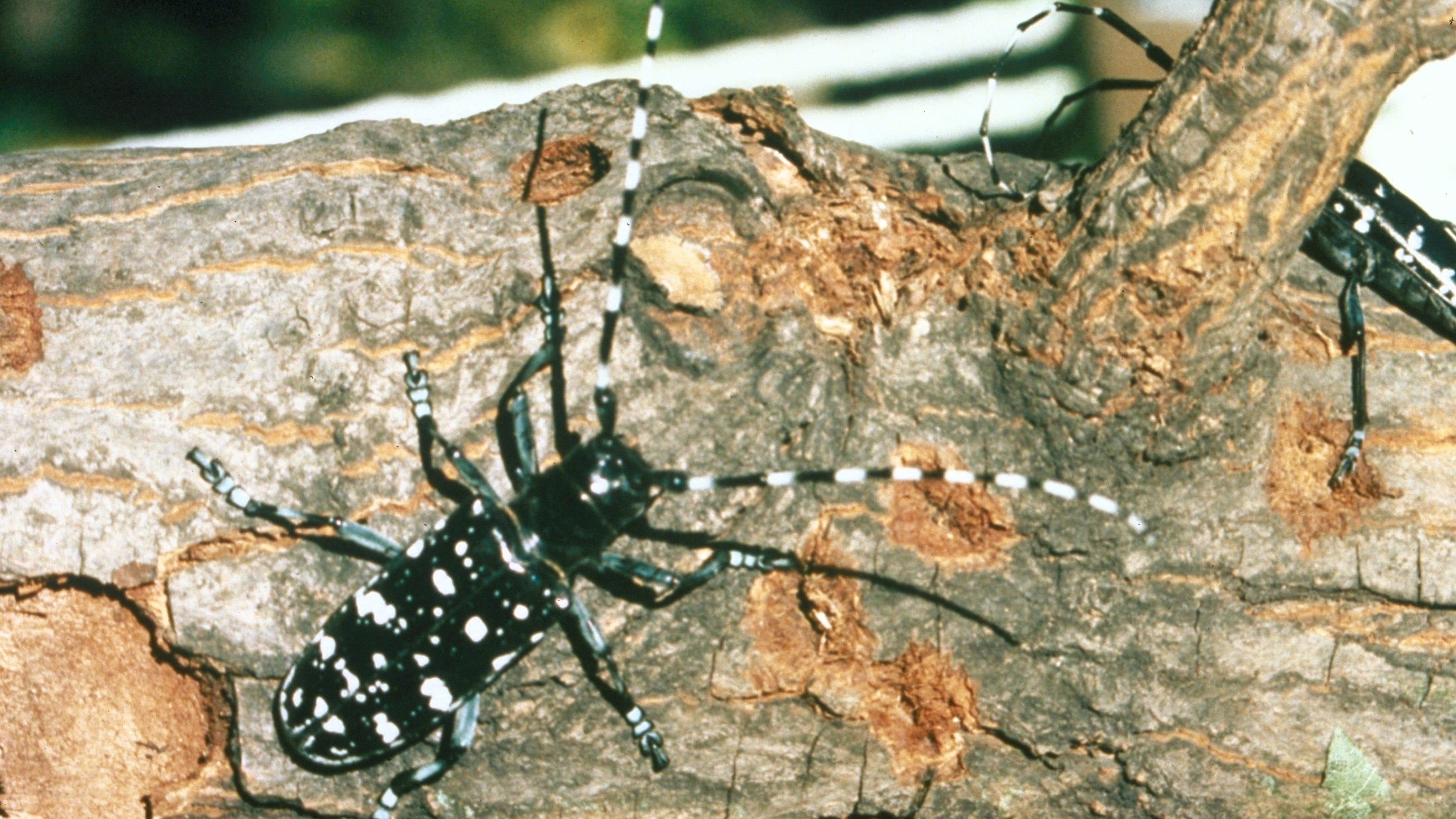 Michiganders urged to check trees around their homes for harmful, invasive Asian beetle