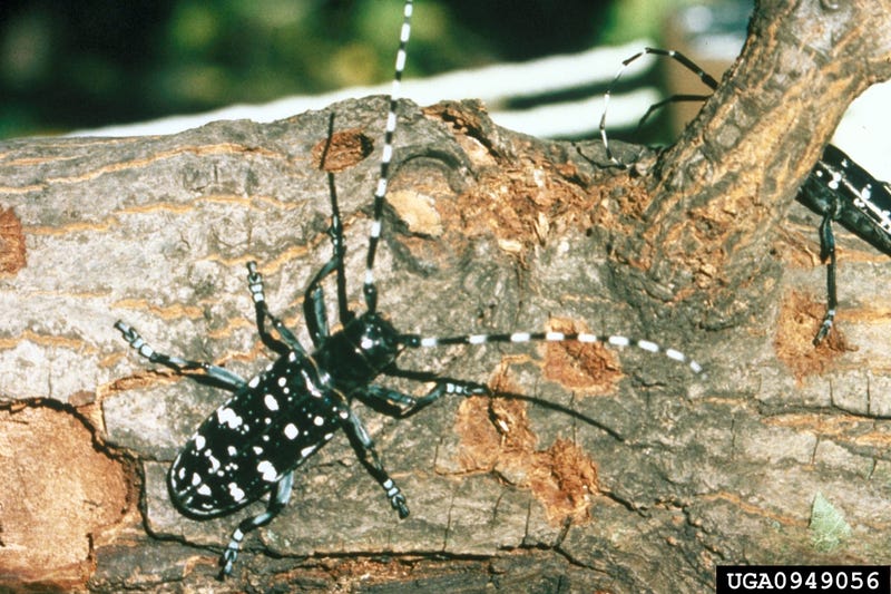 Adult Asian longhorned beetles