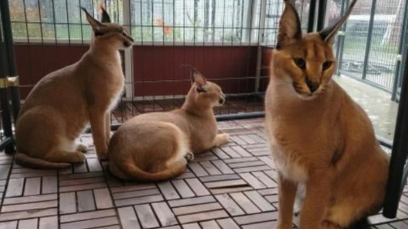 Police again called to remove caracal cats from Royal Oak home; owner issued citation