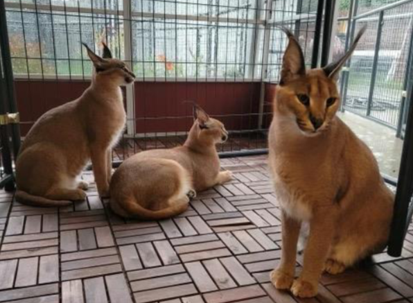 African caracal cats in Royal Oak