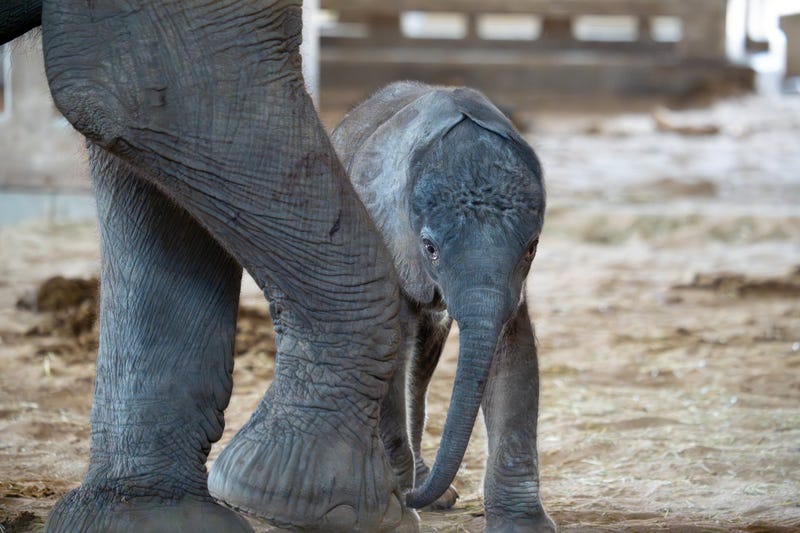 Baby Elephant