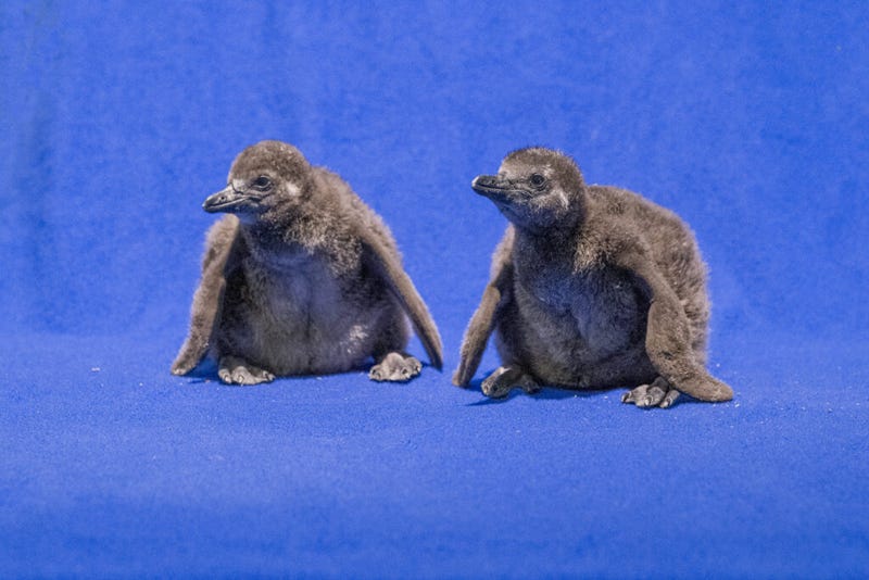 African Penguin chicks at National Aviary 