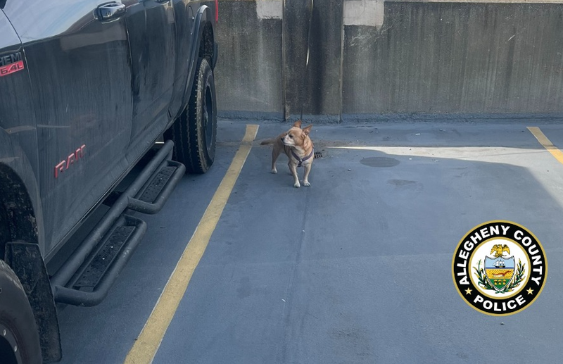 Dog abandoned at Airport