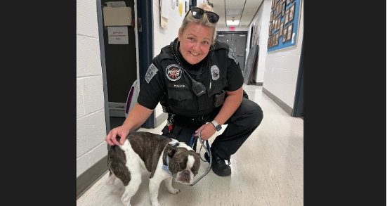 French Bulldog left at Pittsburgh International Airport