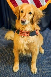 Alona, winner of the TSA's Cutest Canine contest