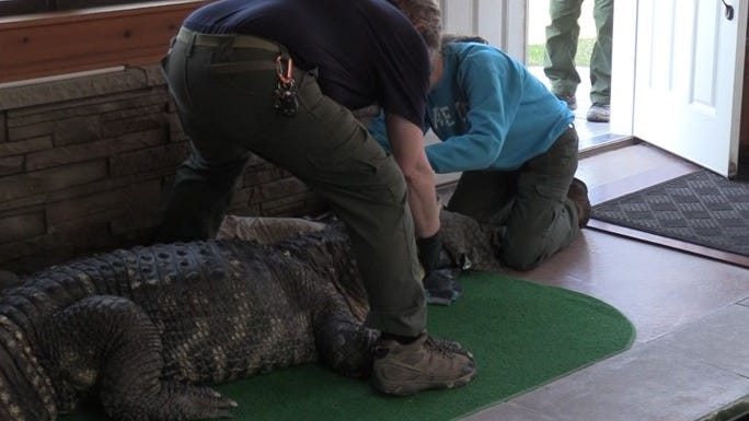 Report: Owner of Albert the Alligator attempted to contact State DEC before seizure