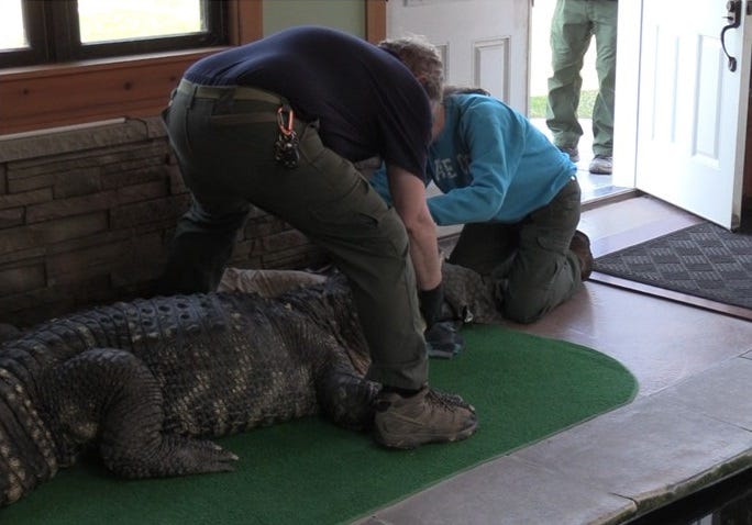 Albert the Alligator