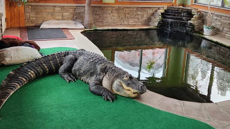 Owner of Albert the Alligator reacts to beloved gator's move to Beaumont, Texas