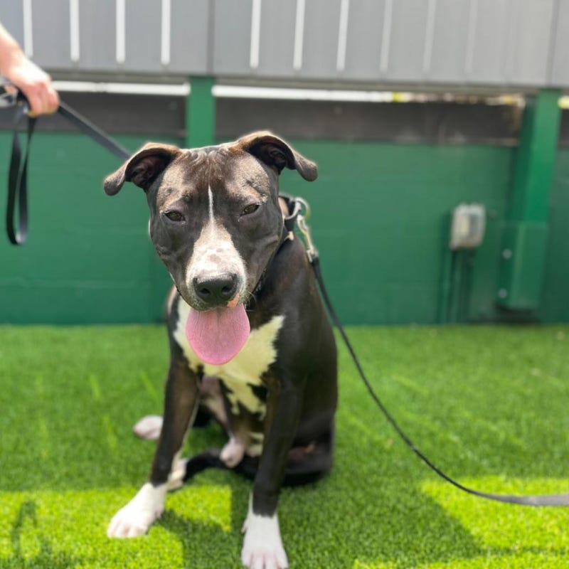 dog adoption