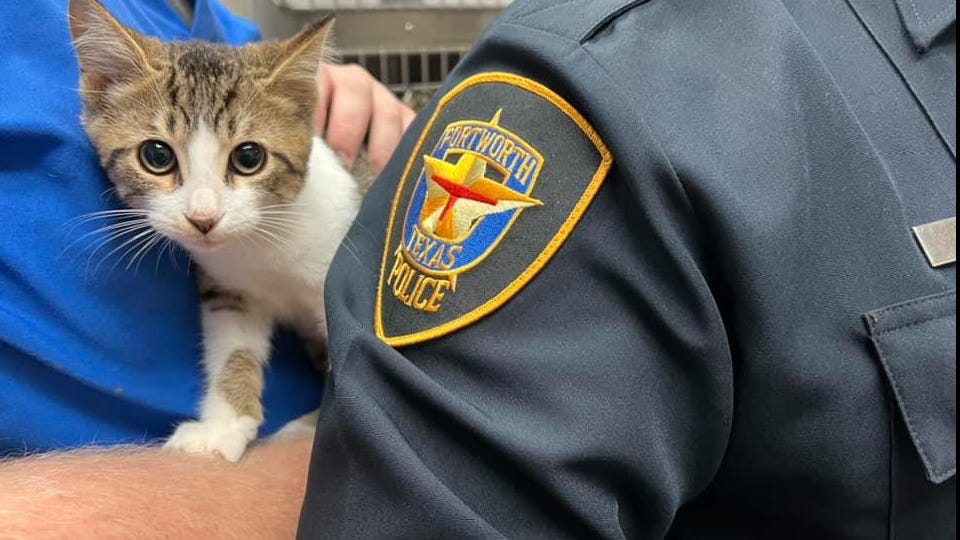 Rescued kitten named Alexander now ready for adoption in Fort Worth