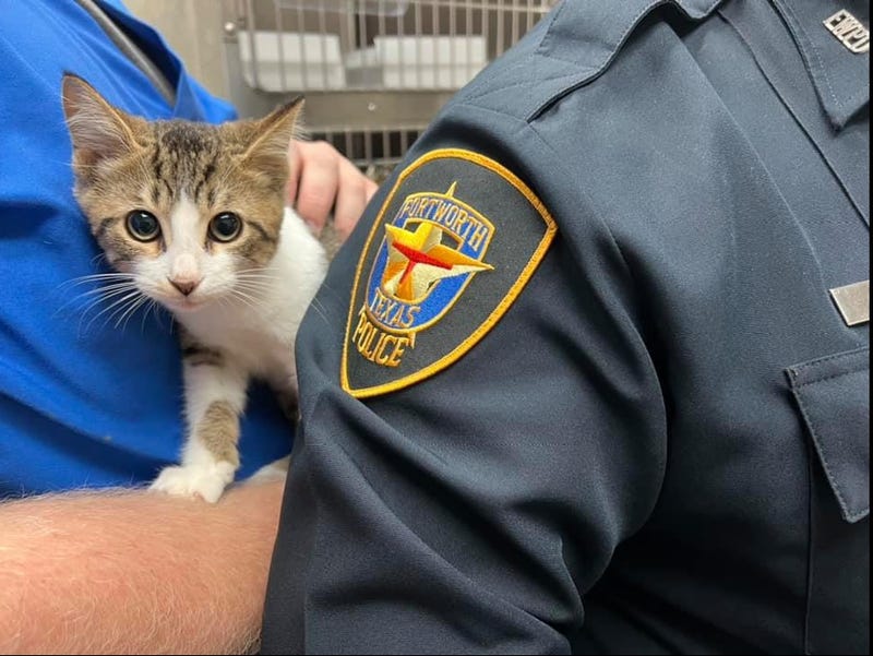 Rescued kitten named Alexander "The Grate" is now ready for adoption