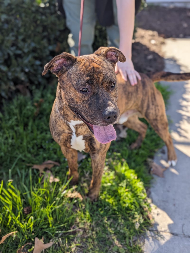 Chesterfield County Animal Services
