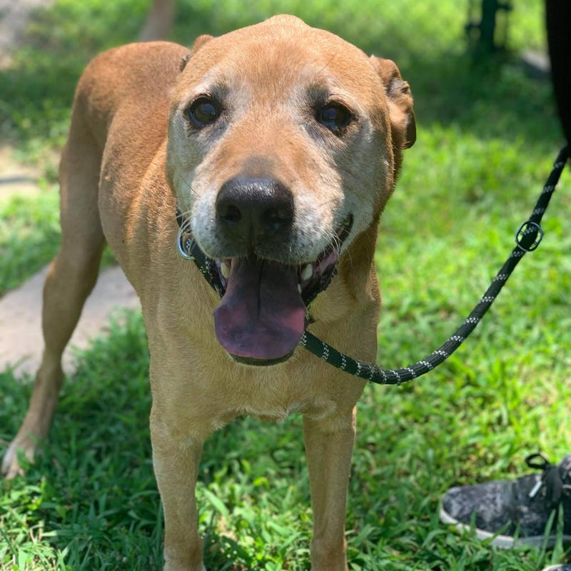 Alfred from the Gateway Pet Guardians