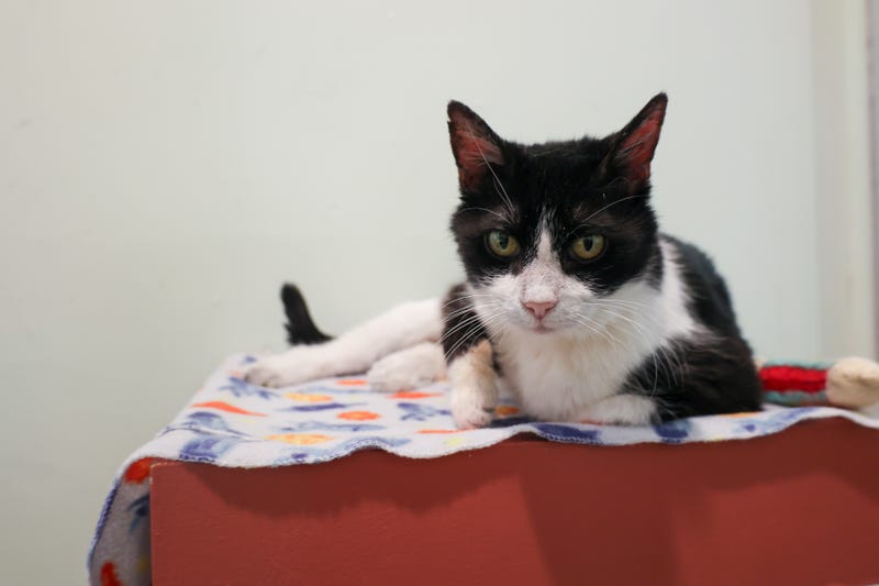 cat