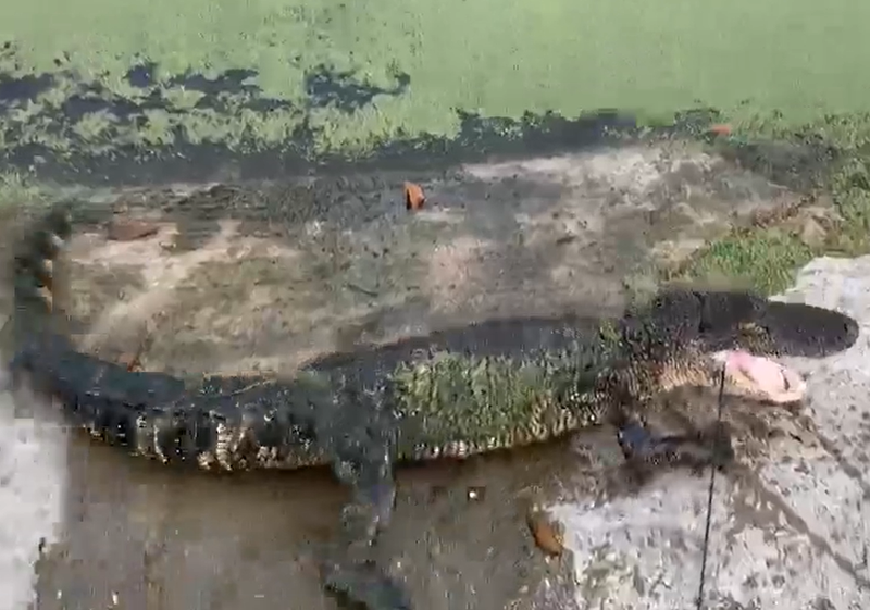 Gator