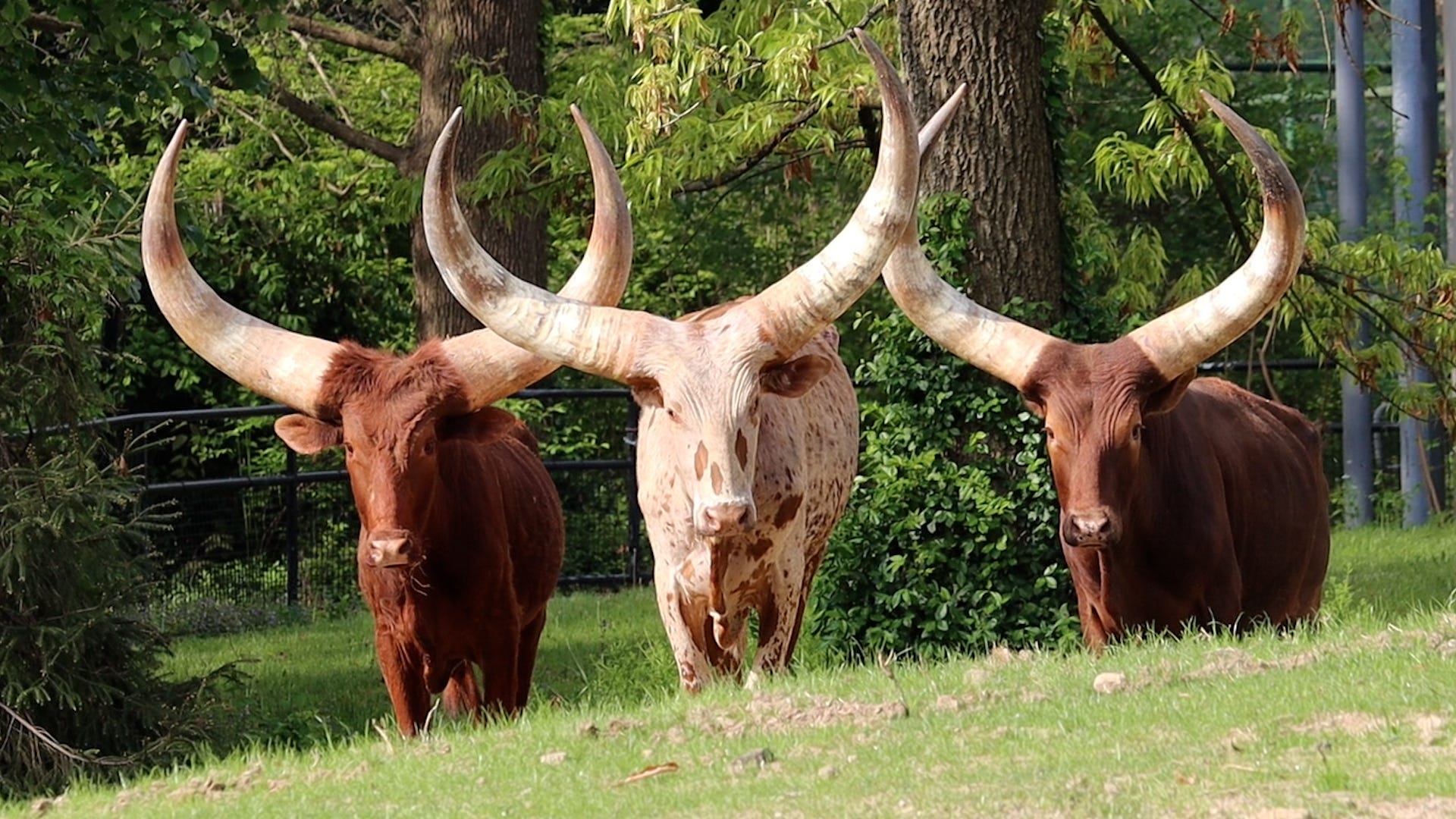 Philly Zoo has 3 new African Ankole cattle, and you can pick their names