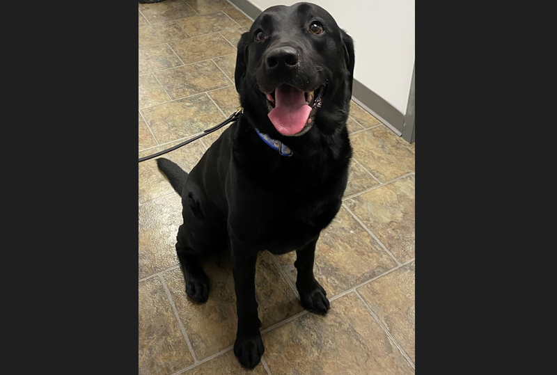 Fergus, Allegheny County Jail Therapy Dog