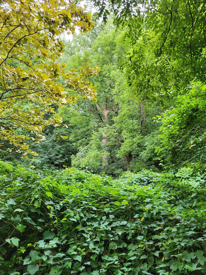 Tulip Tree in Alley Pond Park, Queens