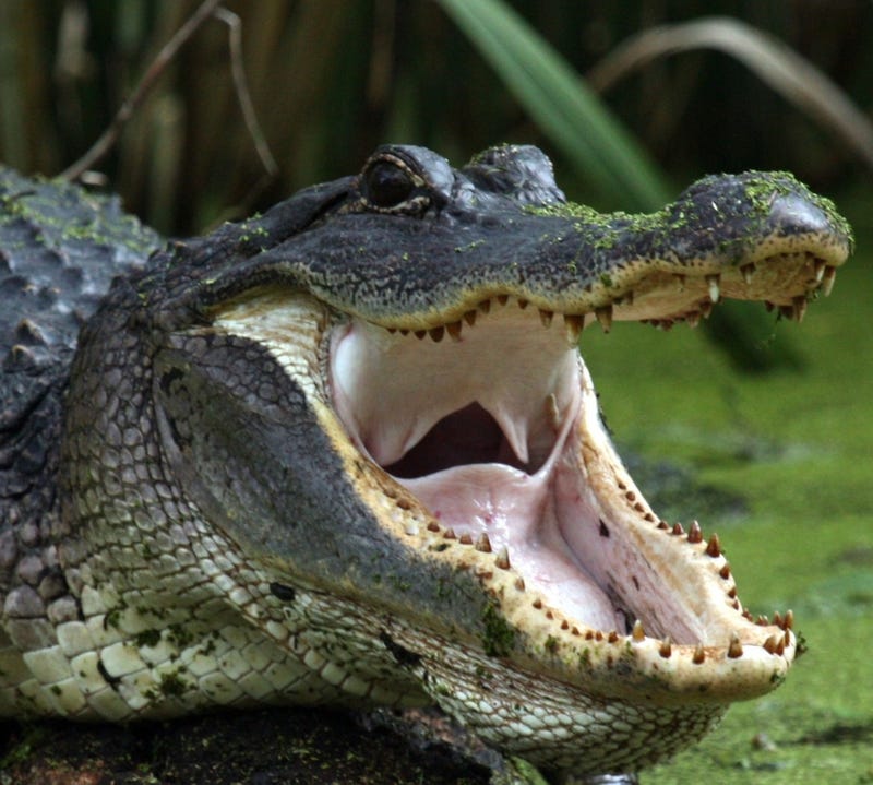 gator bite