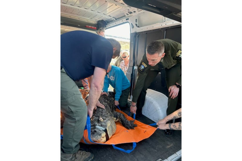 Albert the alligator was seized from his home, and his owner wants him back.