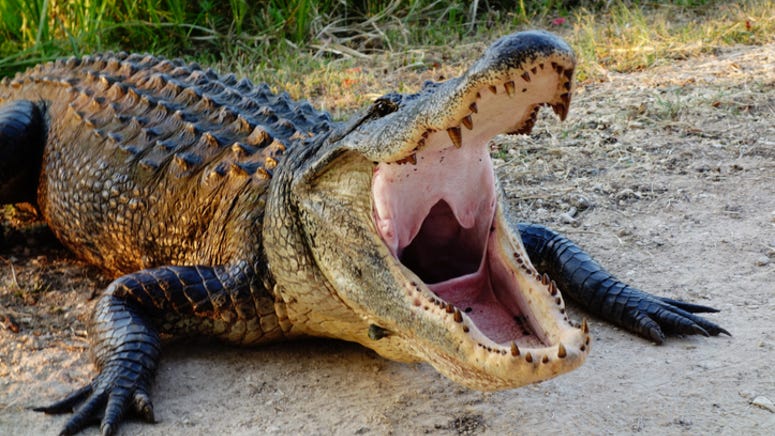 WATCH: Massive 3-legged alligator takes over Texas neighborhood