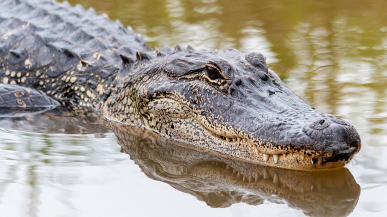 Alligator returned to Texas zoo after being stolen 20 years ago