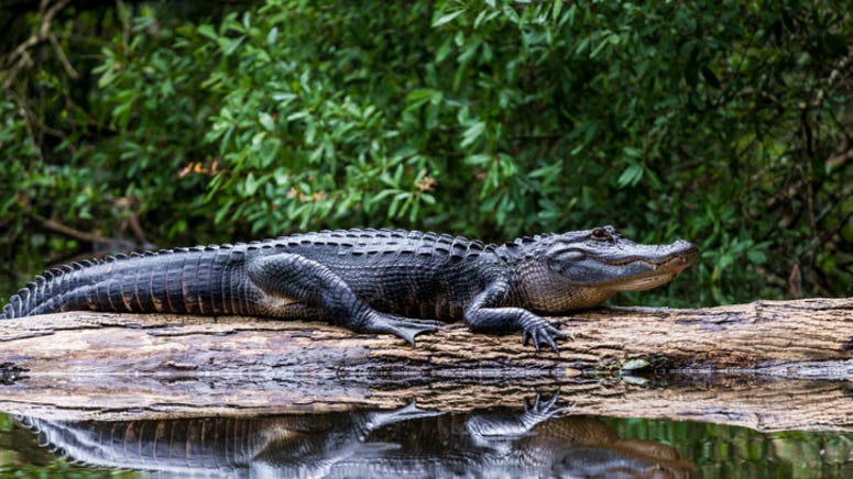 Zookeeper’s alligator hug attempt ends with hilarious results