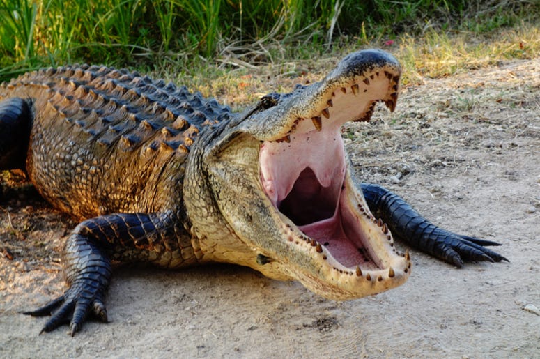 Alligator