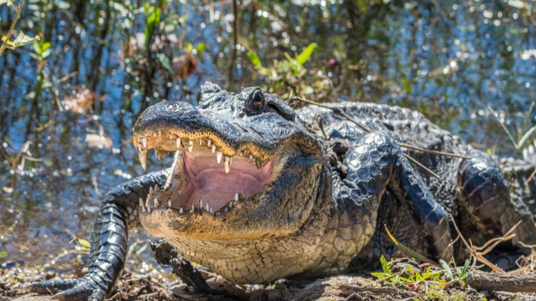 Texas man shows off 13-foot alligator caught on first day of hunting season